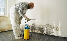 Best Black Mold Removal  in Southern Shops, SC